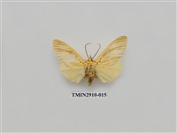 藏品(夜蛾3)的圖片